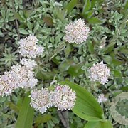 Antennaria dioica GM zaad 100 gram
