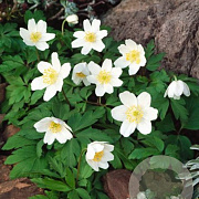 Anemone nemerosa GM zaad 100 gram
