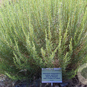 Artemisia campestris GM zaad KG