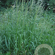 Arrhenatherum elatius GM zaad 100 gram