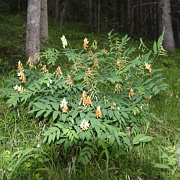 Astragalus glycyphyllos GM zaad 100 gram
