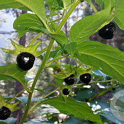 Atropa belladonna GM zaad KG