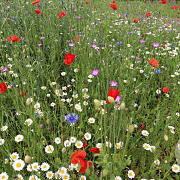 bloemengazonmengsel BM-10 GM zaad vanaf 10KG