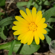 Calendula arvensis GM zaad KG