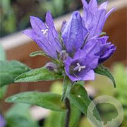 Campanula glomerata GM zaad KG