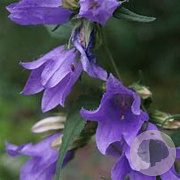 Campanula trachelium GM zaad 100 gram