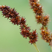 Carex vulpina GM zaad KG