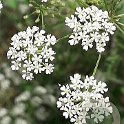 Conium maculatum GM zaad 100 gram