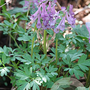 Corydalis solida GM zaad KG