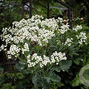 Crambe maritima GM zaad 100 gram