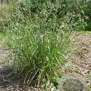 Dactylis glomerata GM zaad KG