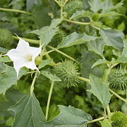 Datura stramonium GM zaad KG