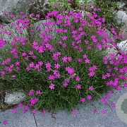 Dianthus deltoides GM zaad KG