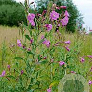 Epilobium hirsutum GM zaad KG