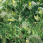 Falcaria vulgaris GM zaad 100 gram