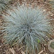 Festuca ovina GM zaad KG
