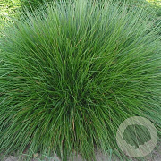 Festuca rubra commutata GM zaad KG