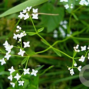 Galium palustre GM zaad 100 gram