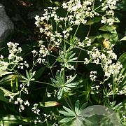 Galium sylvaticum GM zaad 100 gram