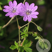 Geranium pyrenaicum GM zaad KG