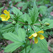 Geum urbanum GM zaad 100 gram