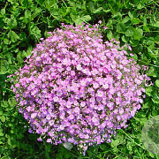 Gypsophila muralis GM zaad KG