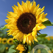 Helianthus annuus GM zaad KG