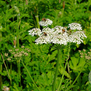 Heracleum sphondylium GM zaad KG