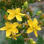 Hypericum tetrapterum GM zaad 100 gram