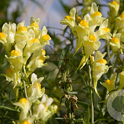 Linaria vulgaris GM zaad KG