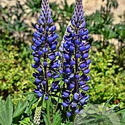 Lupinus perennis GM zaad KG