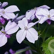 Lunaria rediviva GM zaad KG