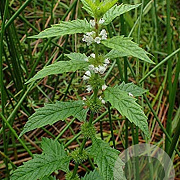 Lycopus europaeus GM zaad KG