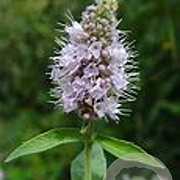 Mentha longifolia GM zaad 100 gram