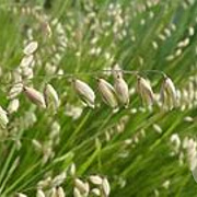 Melica nutans GM zaad 100 gram