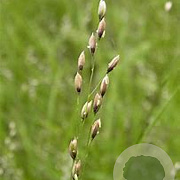 Melica uniflora GM zaad 100 gram