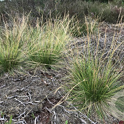 Nardus stricta GM zaad KG