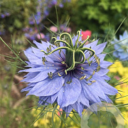 Nigella sativa GM zaad 100 gram