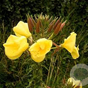 Oenothera glazioviana GM zaad KG