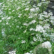 Pimpinella major GM zaad KG
