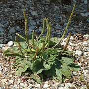 Plantago major ssp major GM zaad 100 gram