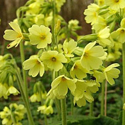 Primula elatior GM zaad KG
