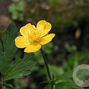 Ranunculus repens GM zaad 100 gram