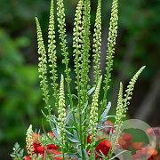 Reseda luteola GM zaad KG