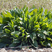 Rumex acetosella GM zaad KG