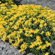 Sedum acre GM zaad KG