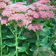 Sedum telephium GM zaad 100 gram