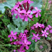 Silene armeria GM zaad KG