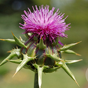 Silybum marianum GM zaad KG