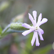 Silene noctiflora GM zaad 100 gram